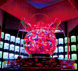 Hidetomo Kimura – Art Aquarium